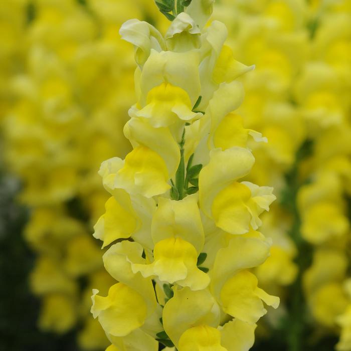 Potomac™ Early Yellow - Antirrhinum majus (Snapdragon) from RFGN readingfeedandgardennew Upgrade