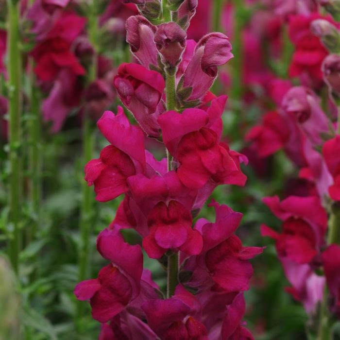 Potomac™ Royal - Antirrhinum majus (Snapdragon) from RFGN readingfeedandgardennew Upgrade