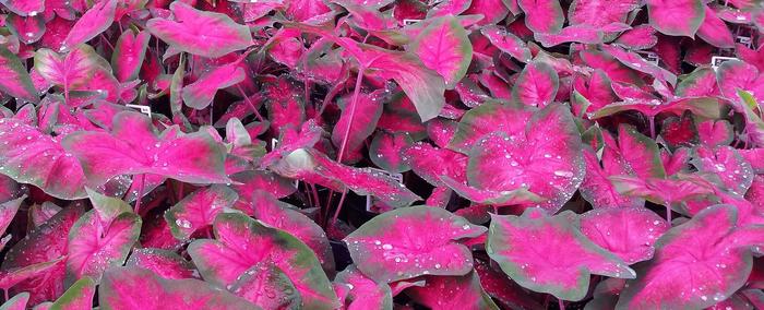 Pink Caladium - from RFGN readingfeedandgardennew Upgrade