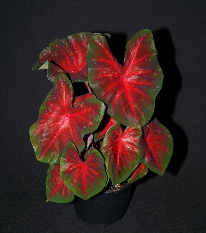 Red Caladium - from RFGN readingfeedandgardennew Upgrade