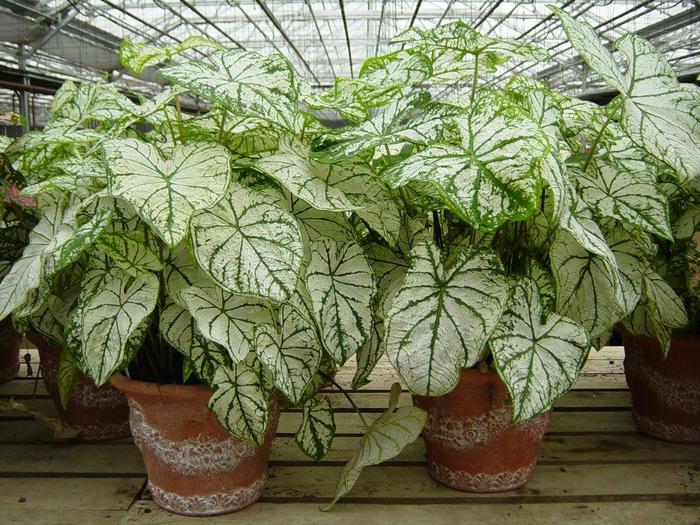 White Caladium - from RFGN readingfeedandgardennew Upgrade