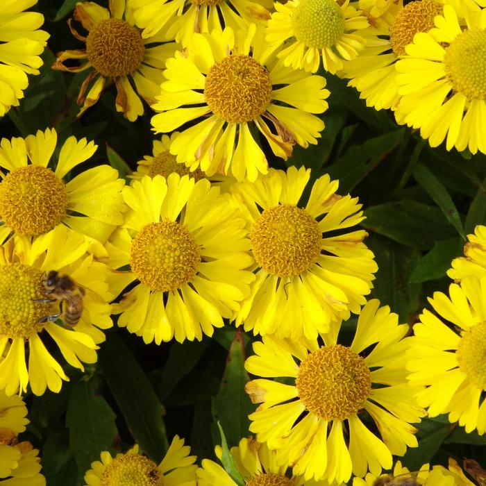 Mariachi™ 'Sombrero' - Helenium autumnale (Sneezeweed) from RFGN readingfeedandgardennew Upgrade