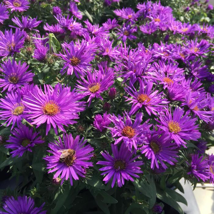 'Purple Dome' - Aster novae-angliae (New England Aster) from RFGN readingfeedandgardennew Upgrade